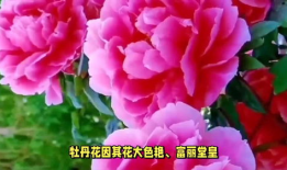 中国的国花是什么,牡丹与梅花的风华竞艳